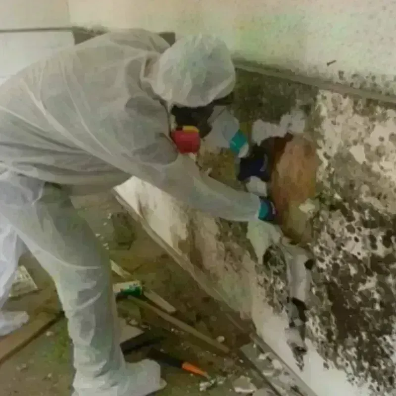 Mold Remediation and Removal in Cozad, NE